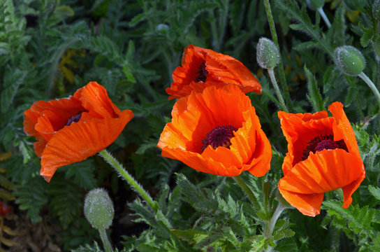 Orange poppy flowers