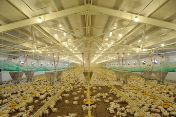 Paultry heating, feeding, drinking systems
