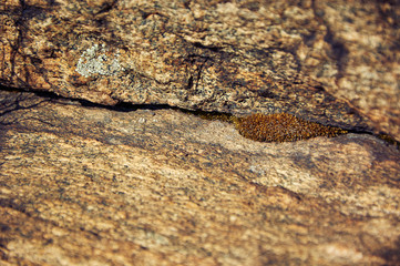 Stone. Texture. Background.