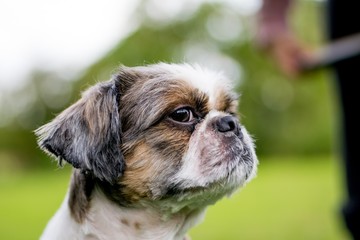 Cute Bichon Frise x Shih Tzu