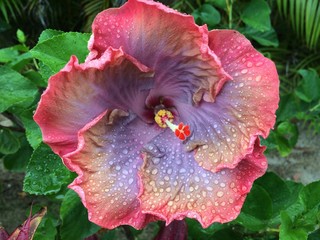 Multicolor Hibiscus flower, Hawaii