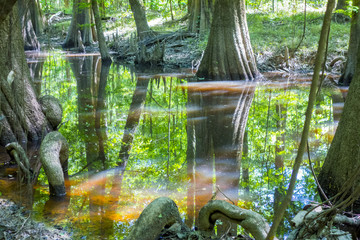 cypress forest and swamp of Congaree National Park in South Caro