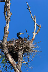 cormorant (phalacrocorax carbo ) on nest