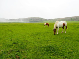 Fototapeta premium 草千里