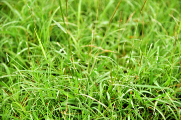 Fototapeta na wymiar The grass at dawn dew on the leaves 