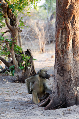 family of Chacma Baboon