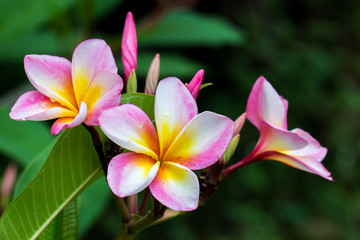 Fototapeta na wymiar Pink and white temple flower.