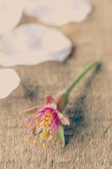 Pollen of cherry blossom sakura flower fall on wood floor