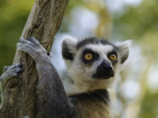 Lemur in Prague zoo. Prague, Czech Republic
