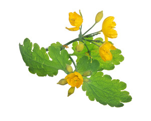 celandine flower isolated on white
