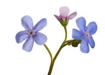 small three blue forget-me-not flowers on white