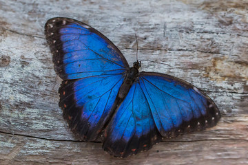 blue morpho butterfly (Morpho peleides)