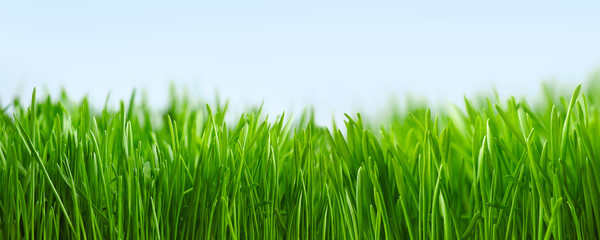 Green grass close-up