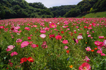 シャーレーポピー