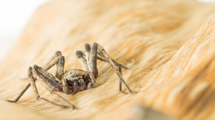 Close up spider , Heteropoda venatoria