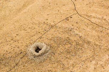 ant hole