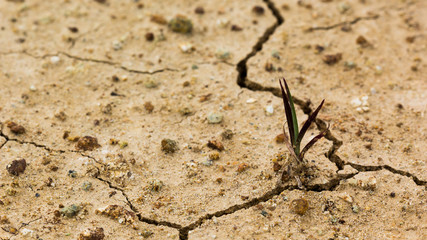 new tree on cracked ground