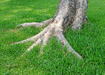 The root of the tree in the green grass