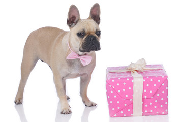 Niedliche französische Bulldogge mit rosa Geschenk