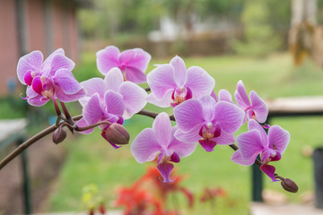 Fototapeta na wymiar Bouquet of purple orchids