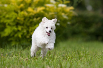 Fototapeta na wymiar Poodle Puppy jumping on the green grass