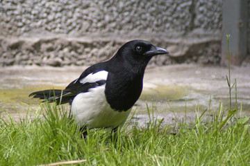 sroka
