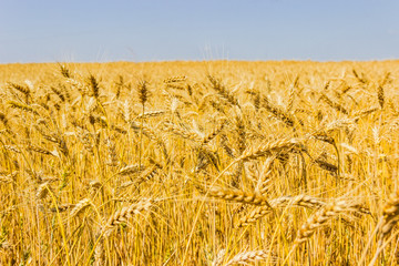 Wheat field