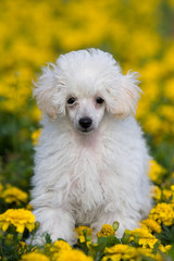 Poodle puppy is in dandelions on a green grass