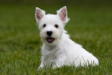 Terrier puppy sitting on the green grass