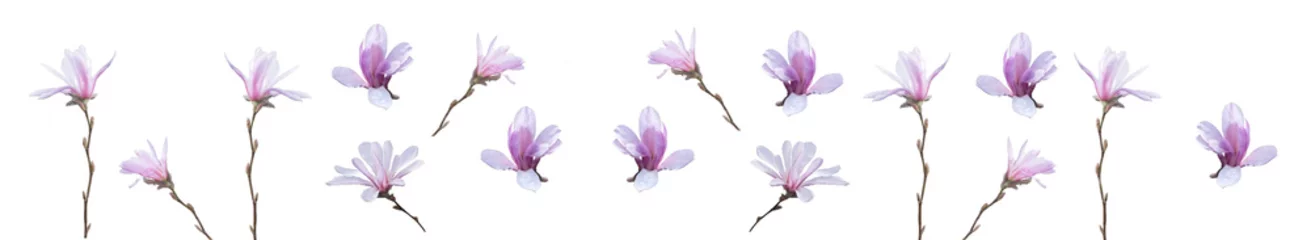 Foto op Canvas Pink magnolia flowers © artesiawells