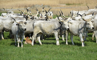 Gray cattles on the meadow