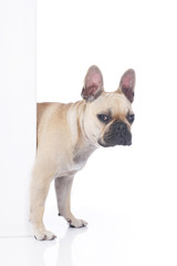 Französische Bulldogge schaut um weiße Wand