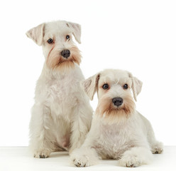 white miniature schnauzer puppies