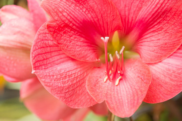 Fototapeta na wymiar Red flowers close up