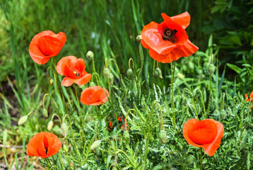 Red poppies in spring
