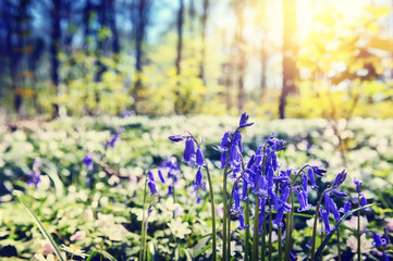 Bluebells in spring forest