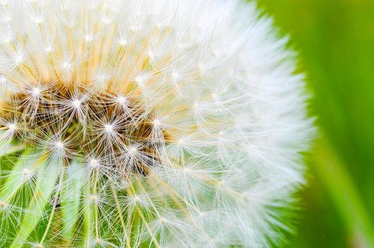 Fototapeta Löwenzahn/Taraxacum
