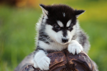 alaskan malamute puppy
