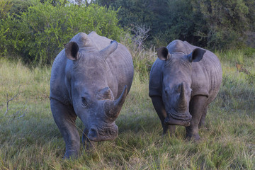 A group of two rhinos