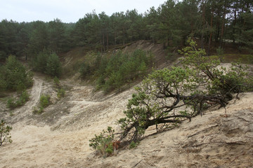 Sandy hill on top of which grow coniferous forest.