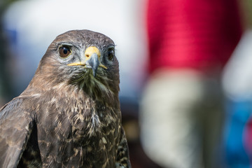 Falcon with blurred background