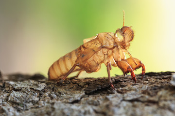 Cicada slough or molt  hold on the tree
