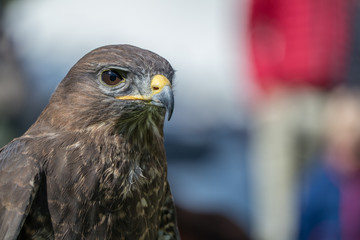 Falcon with blurred background