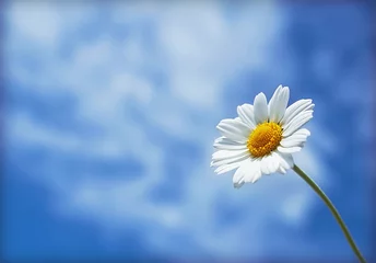 Afwasbaar Fotobehang Madeliefjes white daisy on a background of clouds