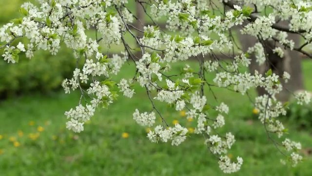 Cherry Tree Covered in White Blossoms  Springtime
