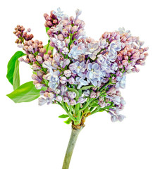 Purple, pink branch Syringa vulgaris (lilac) flowers