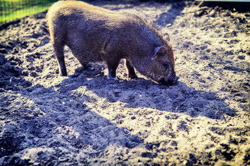 Small pig digging the ground