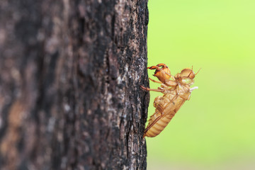 Cicada slough or molt  hold on the tree