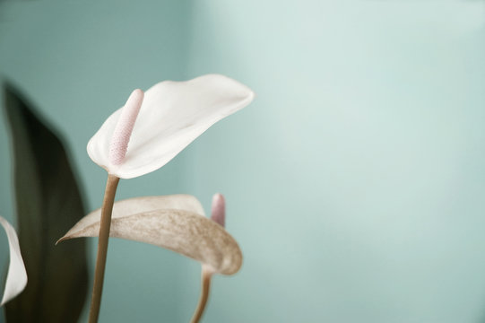 Fototapeta pastel color of anthurium flower
