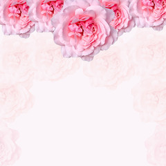 Pink rose flowers, floral arrangement, gradient background.